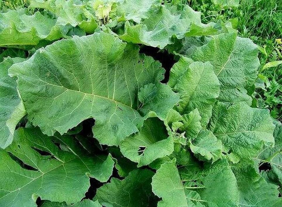 Foglie di bardana - un rimedio popolare per il trattamento delle vene varicose